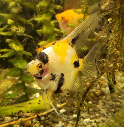 Koi Angelfish - 1.5" (1/2 $) size or larger juvenile (Unsexed)